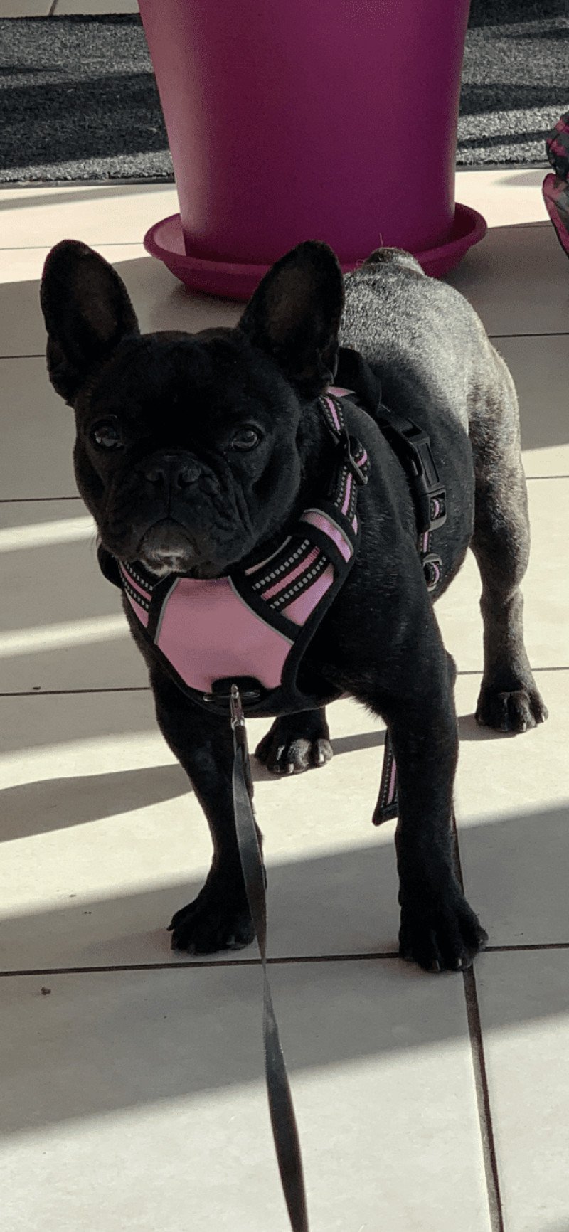 ZIGI Femelle Bouledogue francais