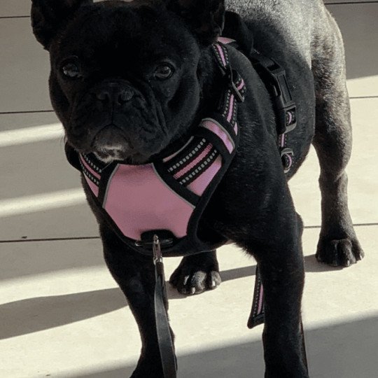 ZIGI Femelle Bouledogue francais