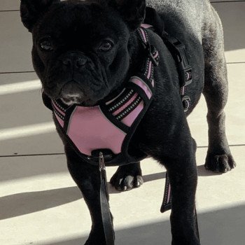 chien Bouledogue francais BRINGE ZIGI Miss Bullz, élevage Bulldog Anglais