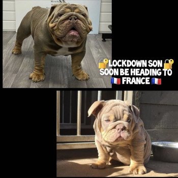 chien Bulldog anglais lilac et tan Captain America Miss Bullz