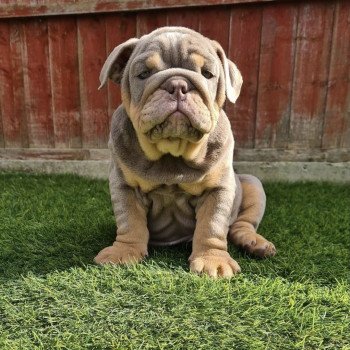 chien Bulldog anglais lilac et tan Captain America Miss Bullz