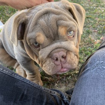 chien Bulldog anglais lilac et tan Captain America Miss Bullz