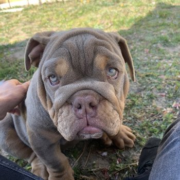 chien Bulldog anglais lilac et tan Captain America Miss Bullz