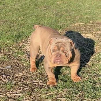 chien Bulldog anglais lilac et tan Captain America Miss Bullz, élevage Bulldog Anglais