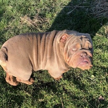 chien Bulldog anglais lilac et tan Captain America Miss Bullz, élevage Bulldog Anglais