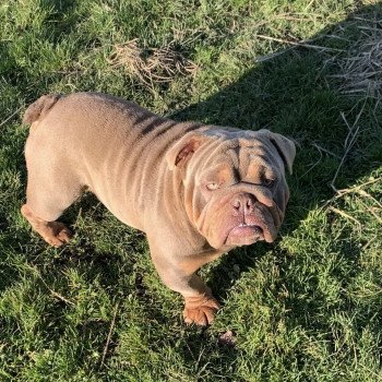 chien Bulldog anglais lilac et tan Captain America Miss Bullz, élevage Bulldog Anglais