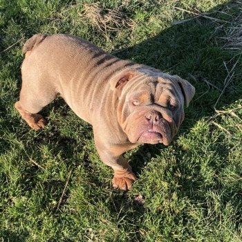 chien Bulldog anglais lilac et tan Captain America Miss Bullz, élevage Bulldog Anglais