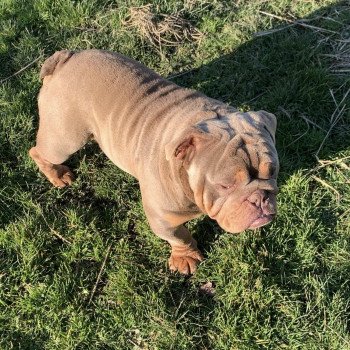 chien Bulldog anglais lilac et tan Captain America Miss Bullz, élevage Bulldog Anglais