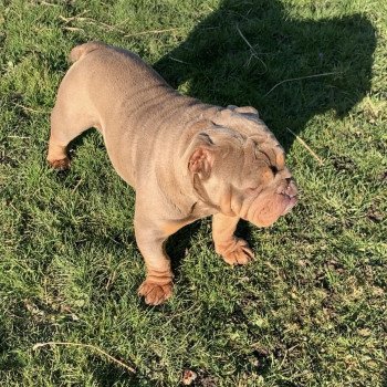 chien Bulldog anglais lilac et tan Captain America Miss Bullz, élevage Bulldog Anglais