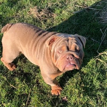 chien Bulldog anglais lilac et tan Captain America Miss Bullz, élevage Bulldog Anglais