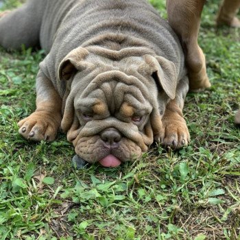 chien Bulldog anglais lilac et tan Captain America Miss Bullz, élevage Bulldog Anglais