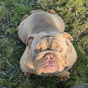 chien Bulldog anglais lilac et tan Captain America Miss Bullz, élevage Bulldog Anglais