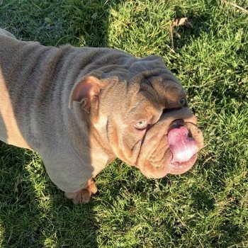 chien Bulldog anglais lilac et tan Captain America Miss Bullz, élevage Bulldog Anglais