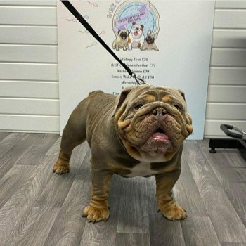 chien Bulldog anglais lilac et tan Captain America Miss Bullz, élevage Bulldog Anglais