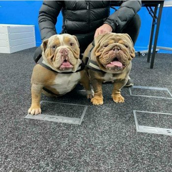 chien Bulldog anglais lilac et tan Captain America Miss Bullz, élevage Bulldog Anglais