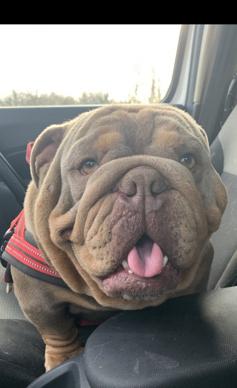 Captain America Mâle Bulldog anglais Captain America Mâle Bulldog anglais