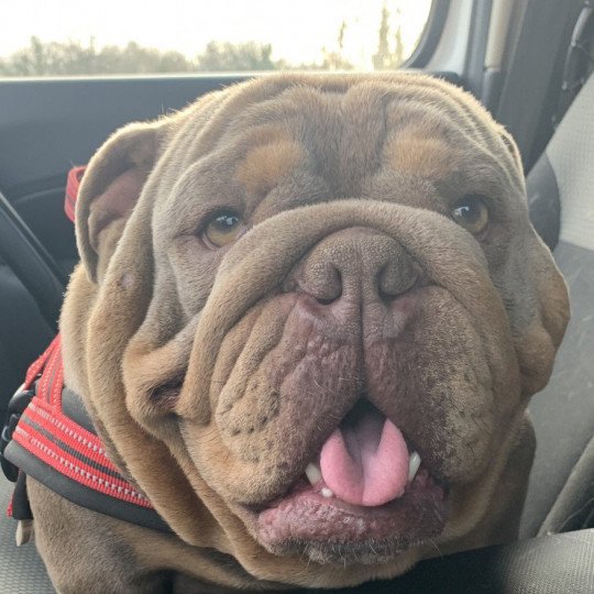 Captain America Mâle Bulldog anglais