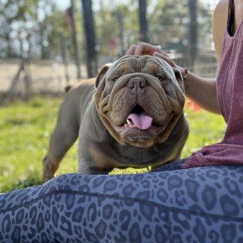 chien Bulldog anglais lilac et tan Captain America Miss Bullz, élevage Bulldog Anglais et Français