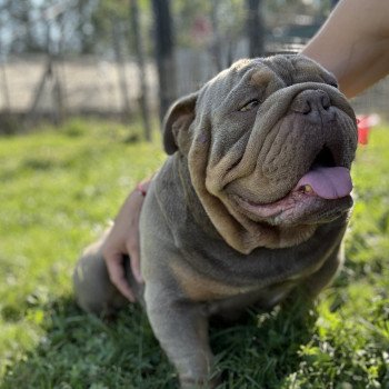 chien Bulldog anglais lilac et tan Captain America Miss Bullz, élevage Bulldog Anglais et Français