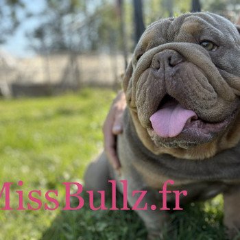 chien Bulldog anglais lilac et tan Captain America Miss Bullz, élevage Bulldog Anglais et Français