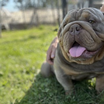 chien Bulldog anglais lilac et tan Captain America Miss Bullz, élevage Bulldog Anglais et Français