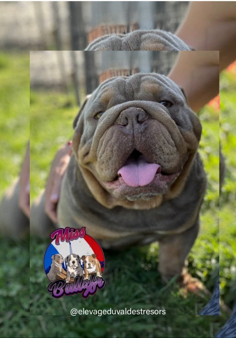 Captain America Mâle Bulldog anglais