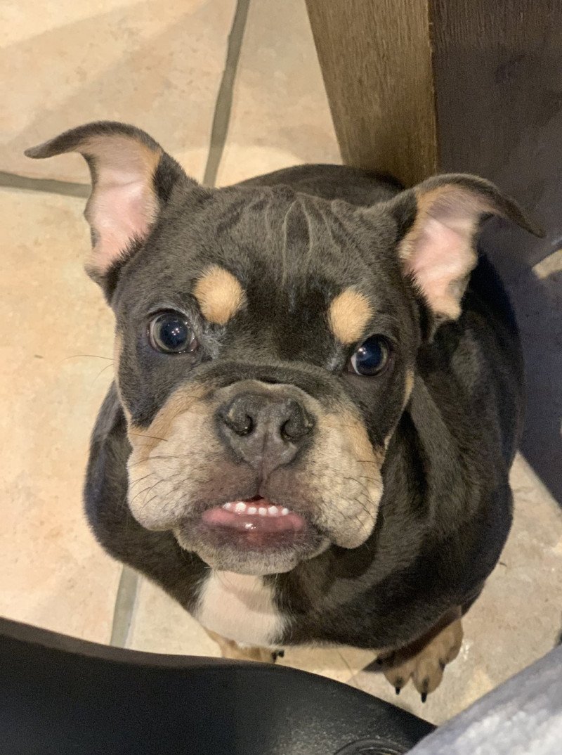 Mystic Miss Bullz Femelle Bulldog anglais Mystic Miss Bullz Femelle Bulldog anglais
