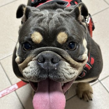 chien Bulldog anglais Bleu et Tan Mystic Miss Bullz, élevage Bulldog Anglais et Français