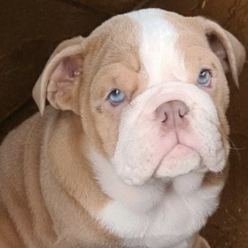 chien Bulldog anglais Nikita Miss Bullz