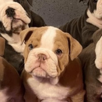 chien Bulldog anglais choco merle et blanc Nikita Miss Bullz