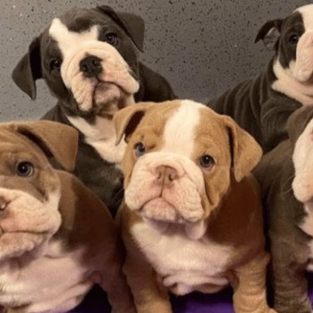 chien Bulldog anglais choco merle et blanc Nikita Miss Bullz