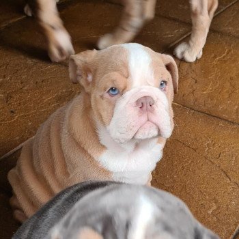 chien Bulldog anglais choco merle et blanc Nikita Miss Bullz