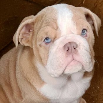 chien Bulldog anglais choco merle et blanc Nikita Miss Bullz