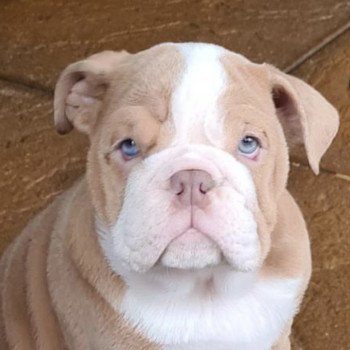 chien Bulldog anglais choco merle et blanc Nikita Miss Bullz