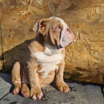 chien Bulldog anglais choco merle et blanc, un oeil bleu, un oeil vert Nikita Miss Bullz