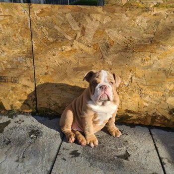 chien Bulldog anglais choco merle et blanc, un oeil bleu, un oeil vert Nikita Miss Bullz