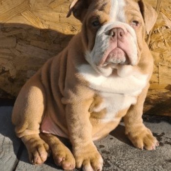 chien Bulldog anglais choco merle et blanc, un oeil bleu, un oeil vert Nikita Miss Bullz