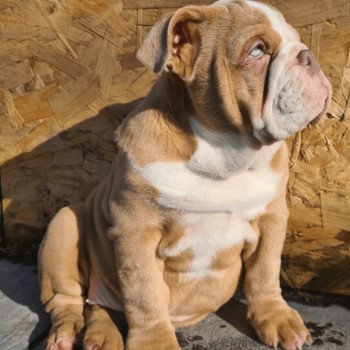 chien Bulldog anglais choco merle et blanc, un oeil bleu, un oeil vert Nikita Miss Bullz