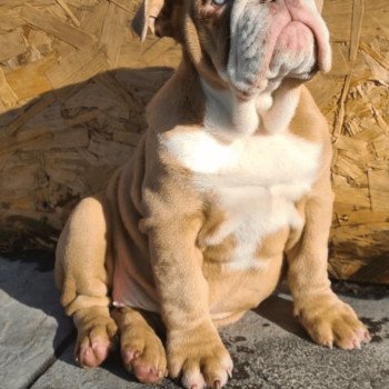 chien Bulldog anglais choco merle et blanc, un oeil bleu, un oeil vert Nikita Miss Bullz