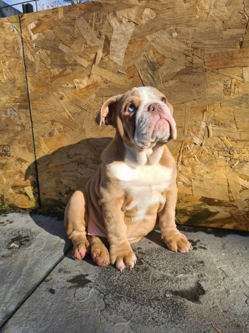 Nikita Miss Bullz Femelle Bulldog anglais
