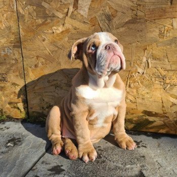 chien Bulldog anglais choco merle et blanc, un oeil bleu, un oeil vert Nikita Miss Bullz