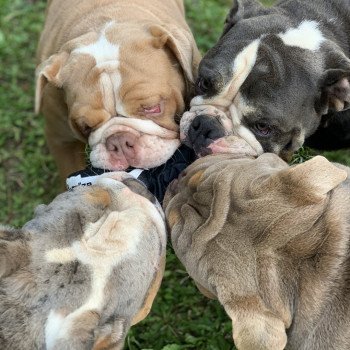 chien Bulldog anglais choco merle et blanc, un oeil bleu, un oeil vert Nikita Miss Bullz, élevage Bulldog Anglais