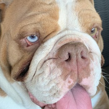 chien Bulldog anglais choco merle et blanc, un oeil bleu, un oeil vert Nikita Miss Bullz, élevage Bulldog Anglais