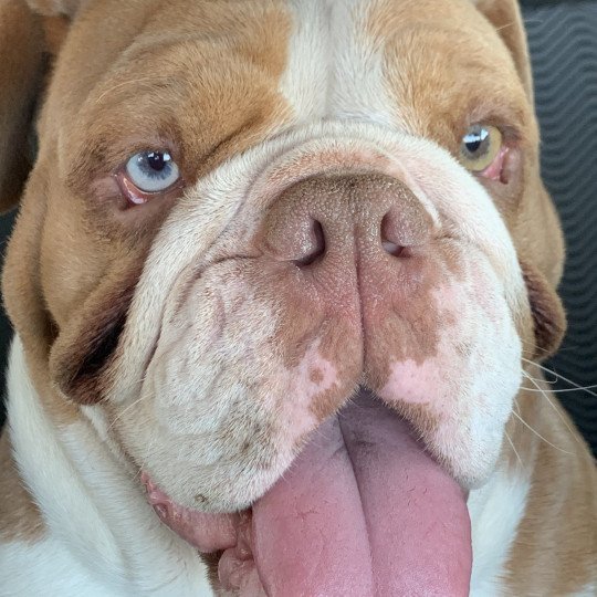 Nikita Miss Bullz Femelle Bulldog anglais