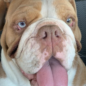 chien Bulldog anglais choco merle et blanc, un oeil bleu, un oeil vert Nikita Miss Bullz, élevage Bulldog Anglais