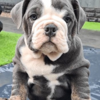 chien Bulldog anglais SkyaQueen Miss Bullz