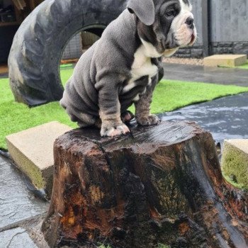 chien Bulldog anglais SkyaQueen Miss Bullz