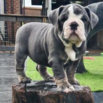 chien Bulldog anglais SkyaQueen Miss Bullz