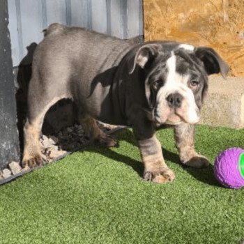 chien Bulldog anglais bleu et tan et blanc , yeux bleus SkyaQueen Miss Bullz