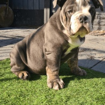 chien Bulldog anglais bleu et tan et blanc , yeux bleus SkyaQueen Miss Bullz